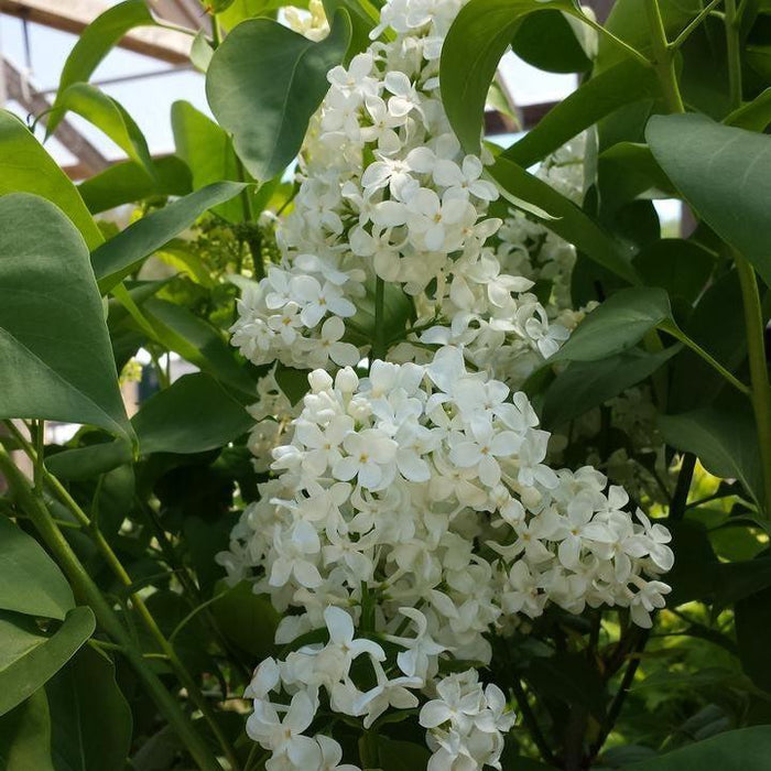 Syringa vulgaris 'Primrose'  - Primrose Lilac - Shipped
