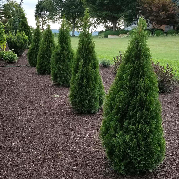 Thuja occidentalis 'Lilshreckthu'  - Emerald Squeeze™ Arborvitae - Shipped