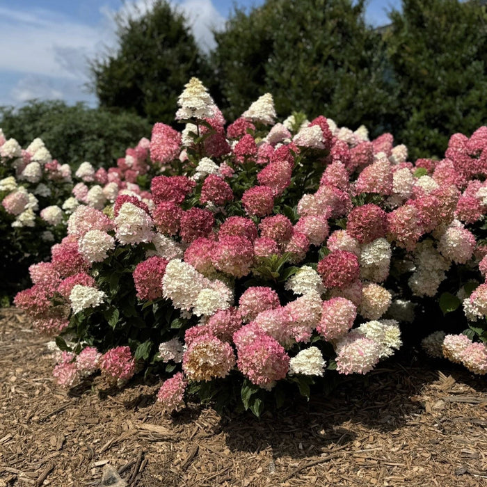 Hydrangea paniculata 'Spring Sizzle'  - First Editions® Spring Sizzle® Hydrangea - Shipped