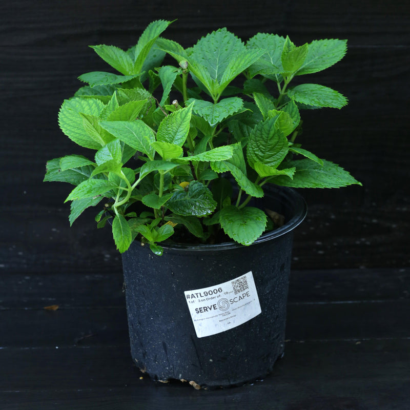 Nikko Blue Hydrangea - Shipped