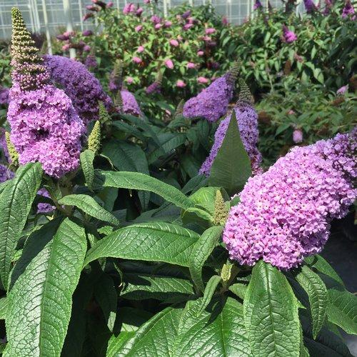 Buddleia x 'SMNBDL'  - Pugster® Amethyst Butterfly Bush - Shipped