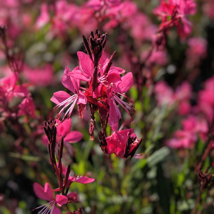 Gaura lindheimeri 'Kleau 04263'  - Belleza™ Dark Pink Gaura - Shipped
