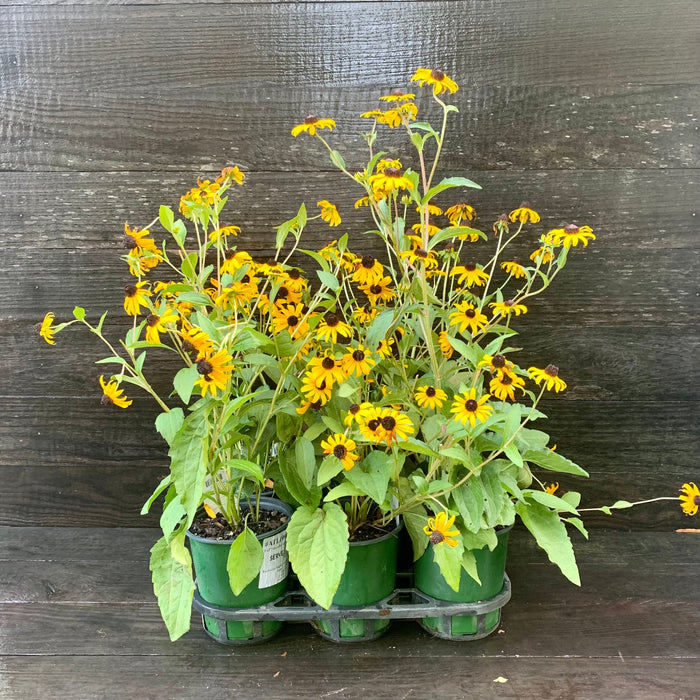 can i plant black eyed susans in a pot Black-Eyed Susan