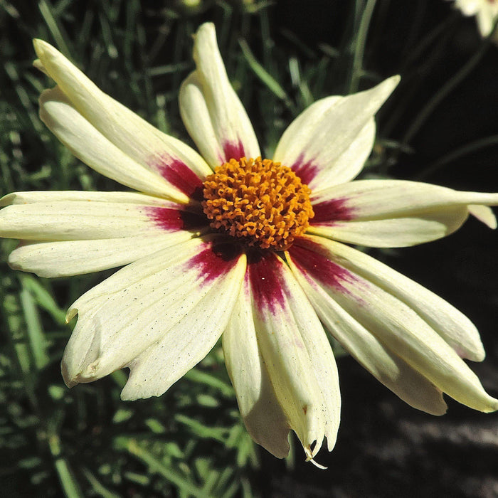 Coreopsis x verticillata 'Starlight'  - Lil' Bang™ Starlight Coreopsis - Shipped