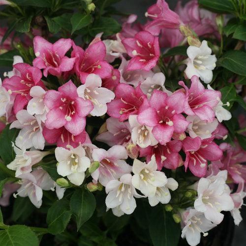 Czechmark Trilogy® Weigela - Shipped