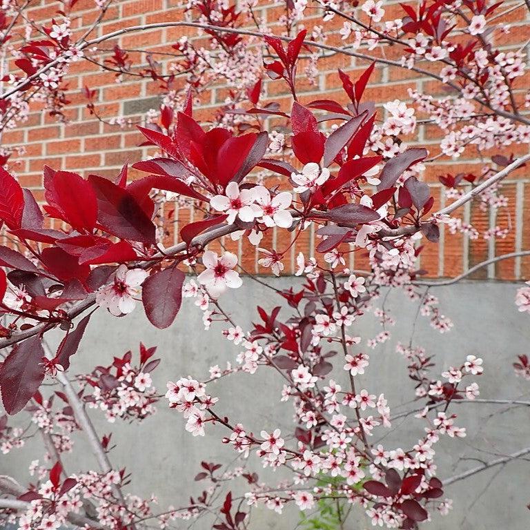 Purpleleaf Sandcherry - Shipped