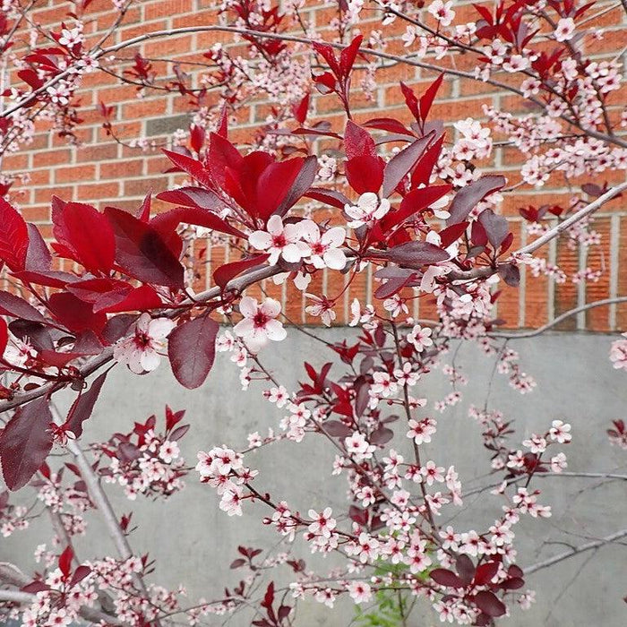 Purpleleaf Sandcherry - Shipped