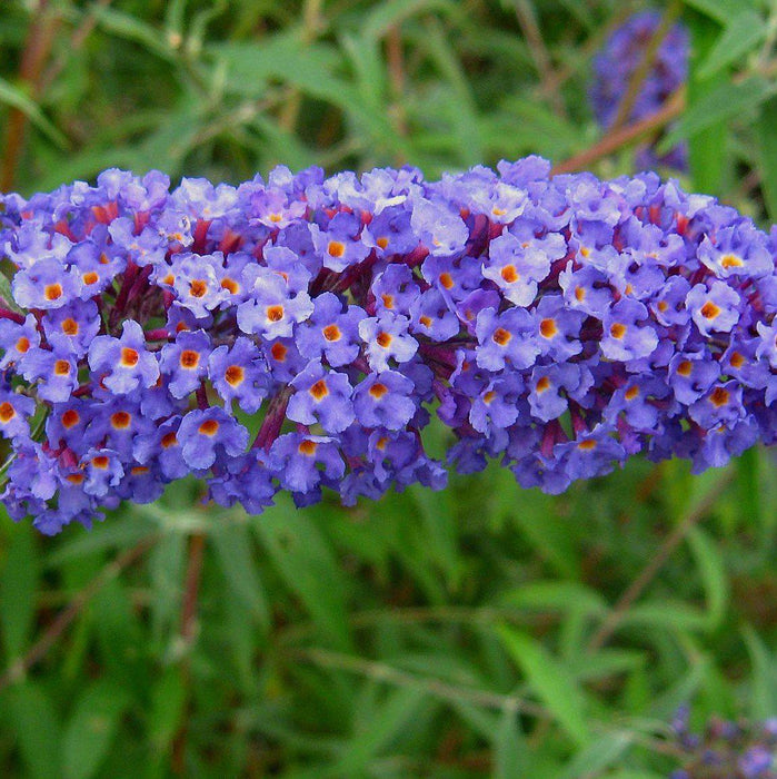 Buddleja davidii 'Nanho Blue'  - Nanho Blue Butterfly Bush - Shipped