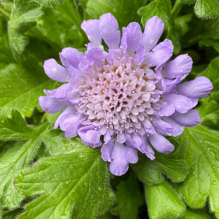 Scabiosa columbaria 'Butterfly Blue'  - Butterfly Blue Pincushion Flower - Shipped