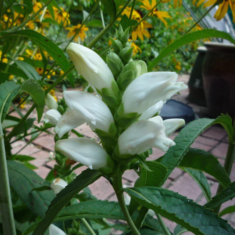 White Turtlehead - Shipped