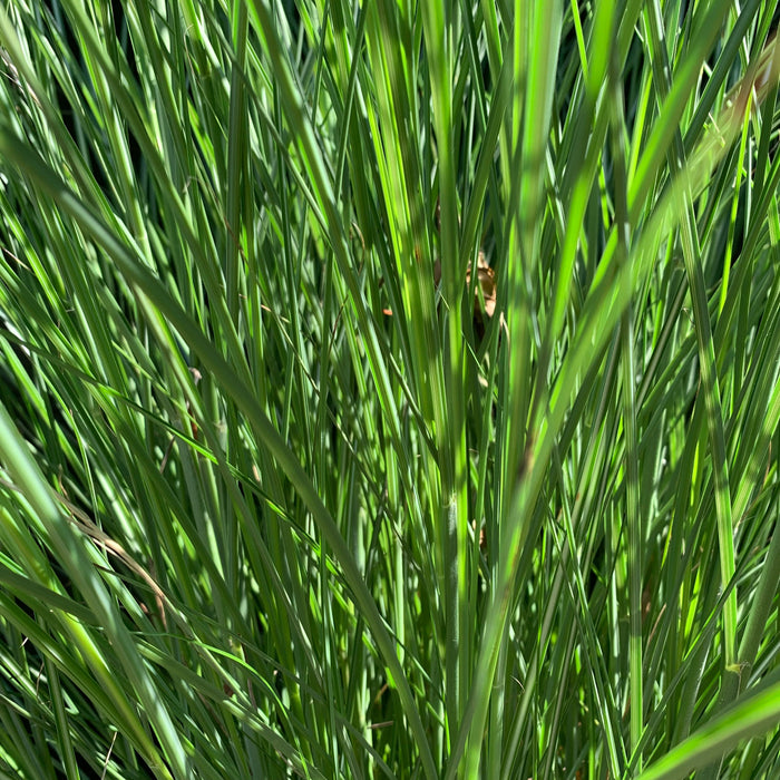 Miscanthus sinensis 'Gracillimus'  - Maiden Grass - Shipped