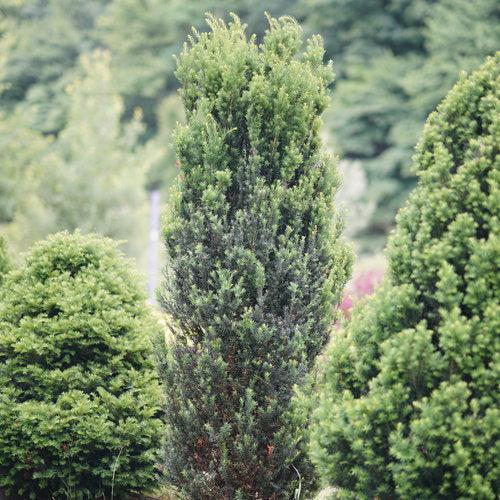Taxus x media 'SMNTHDC'  - Stonehenge® Yew - Shipped