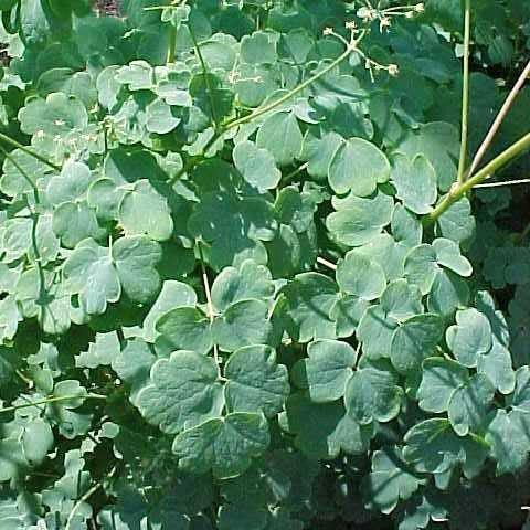 Thalictrum dioicum  - Early Meadow-Rue - Shipped