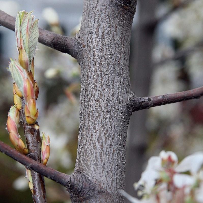 Autumn Brilliance Apple Serviceberry - Shipped