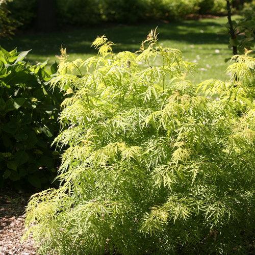 Lemony Lace® Elderberry - Shipped