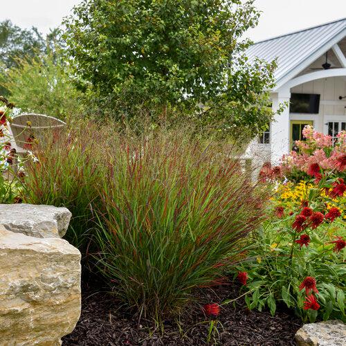 Prairie Winds® Cheyenne Sky Switch Grass - Shipped
