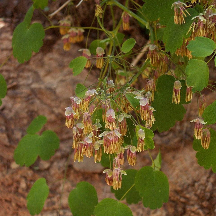 Thalictrum dioicum  - Early Meadow-Rue - Shipped