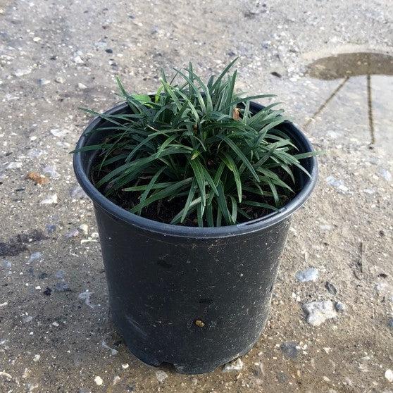 Ophiopogon japonicus 'Nanus'  - Dwarf Mondo Grass - Shipped
