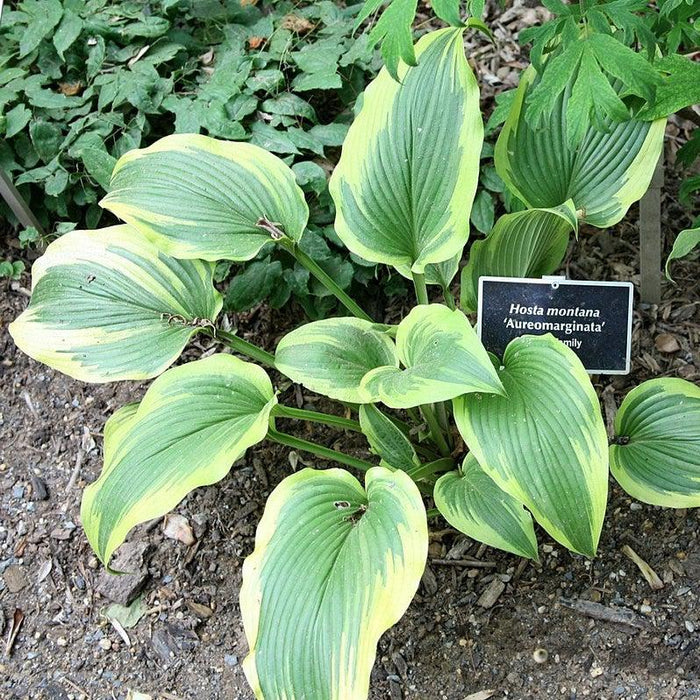 Hosta f. 'Aureomarginata'  - Aureomarginata Hosta - Shipped