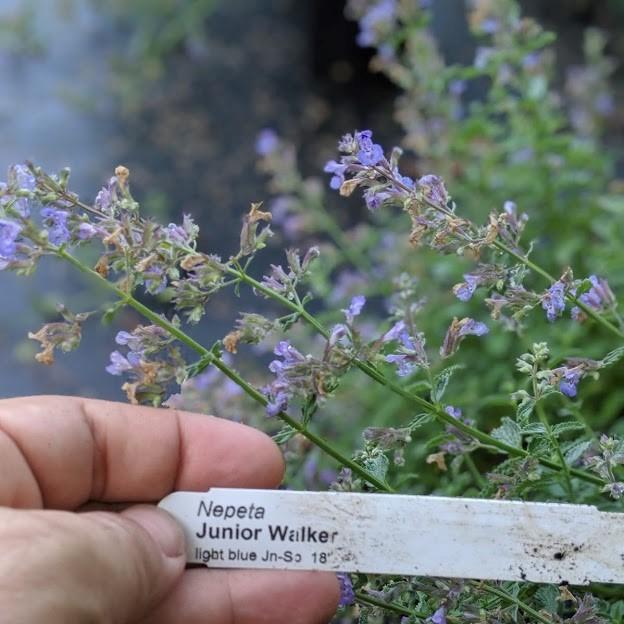 Junior Walker™  Catmint - Shipped