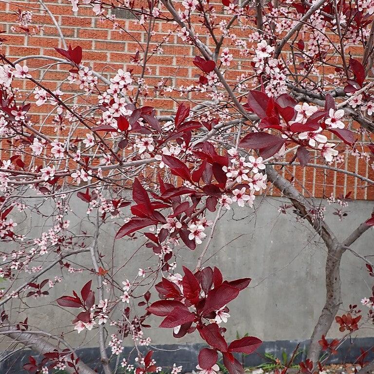 Purpleleaf Sandcherry - Shipped