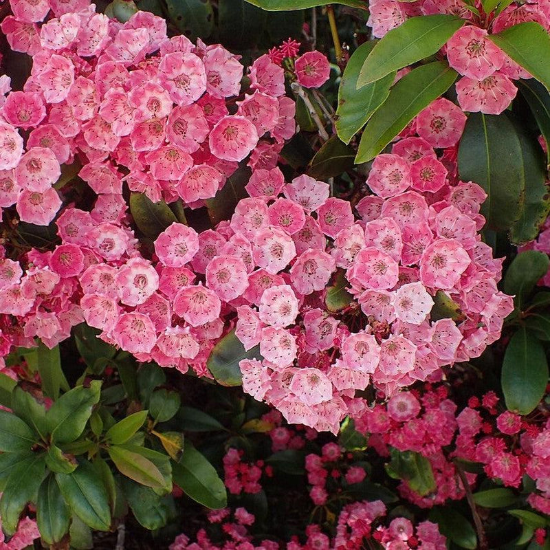 Sarah Mountain Laurel - Shipped