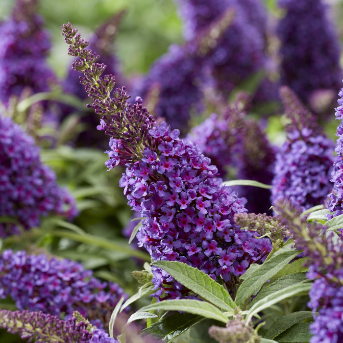 Buddleia davidii 'BotEx 001' PP34,515  - Butterfly Candy™ Li'l Grape™ Butterfly Bush - Shipped