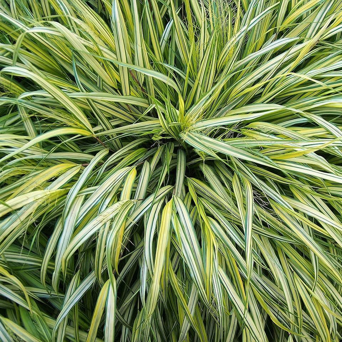 Hakonechloa macra 'Aureola'  - Golden Japanese Forest Grass, Hakone Grass - Shipped