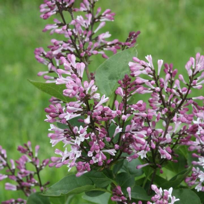 Syringa x 'SMNSDTP'  - Baby Kim® Lilac - Shipped