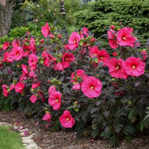 Hibiscus 'Evening Rose' PP33,366  - Summerific® Evening Rose Hibiscus - Shipped