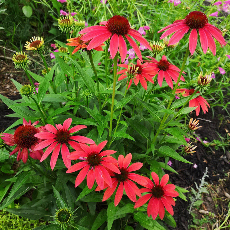 Cheyenne Spirit Echinacea, Coneflower - Shipped