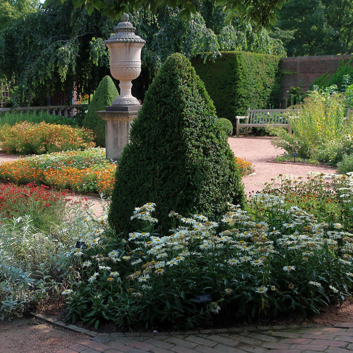 Buxus 'Green Mountain'  - Green Mountain Boxwood - Shipped