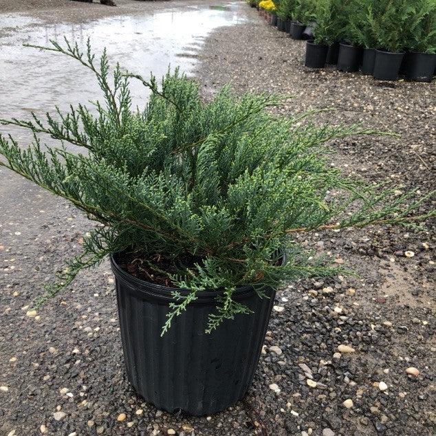 Grey Owl Juniper - Shipped