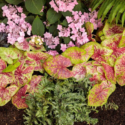 Athyrium niponicum 'Crested Surf'  - PW® Crested Japanese Painted Fern - Shipped