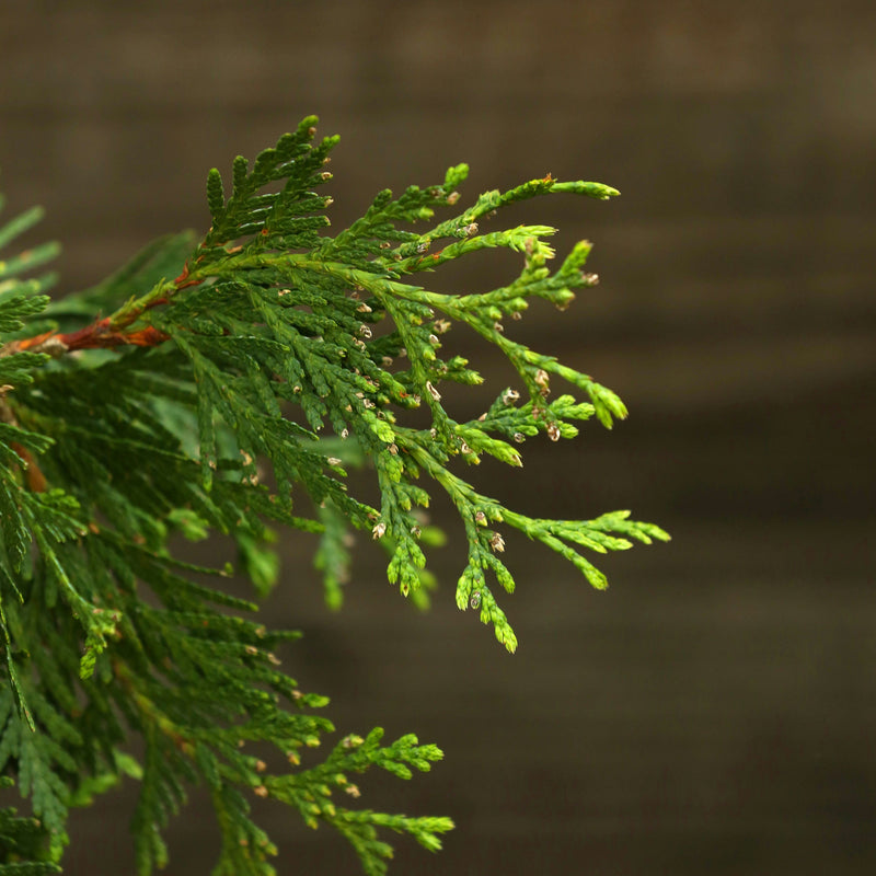 Thuja x 'Green Giant' - Shipped