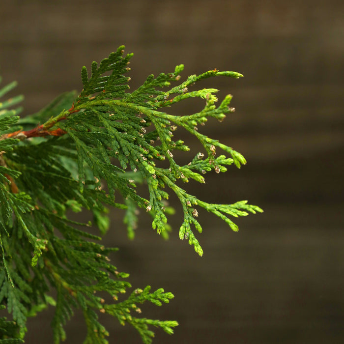 Thuja x 'Green Giant'