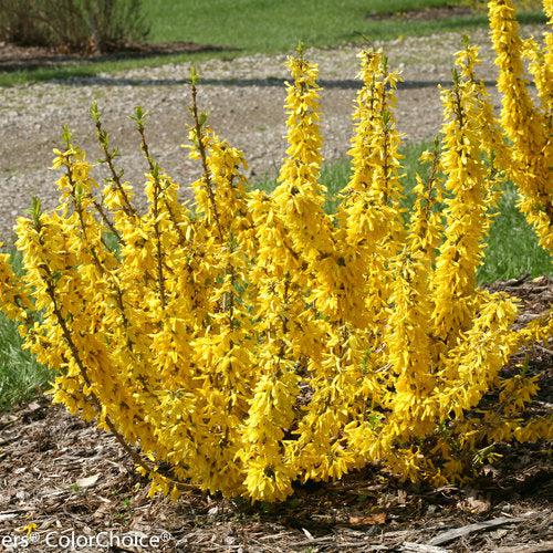 Show Off® Sugar Baby® Forsythia - Shipped
