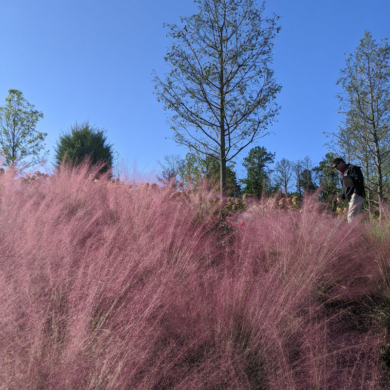 Pink Muhly Grass - Shipped