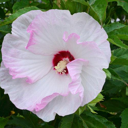 Hibiscus 'Ballet Slippers'  - Summerific® Ballet Slippers Hibiscus - Shipped