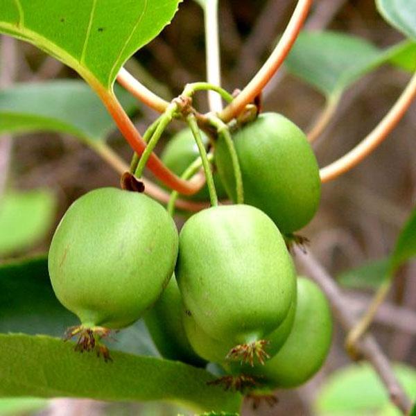 Actinidia arguta 'Issai'  - Issai Mini Kiwi - Shipped