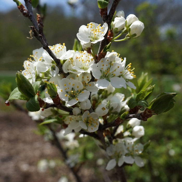 Prunus maritima  - Beach Plum - Shipped