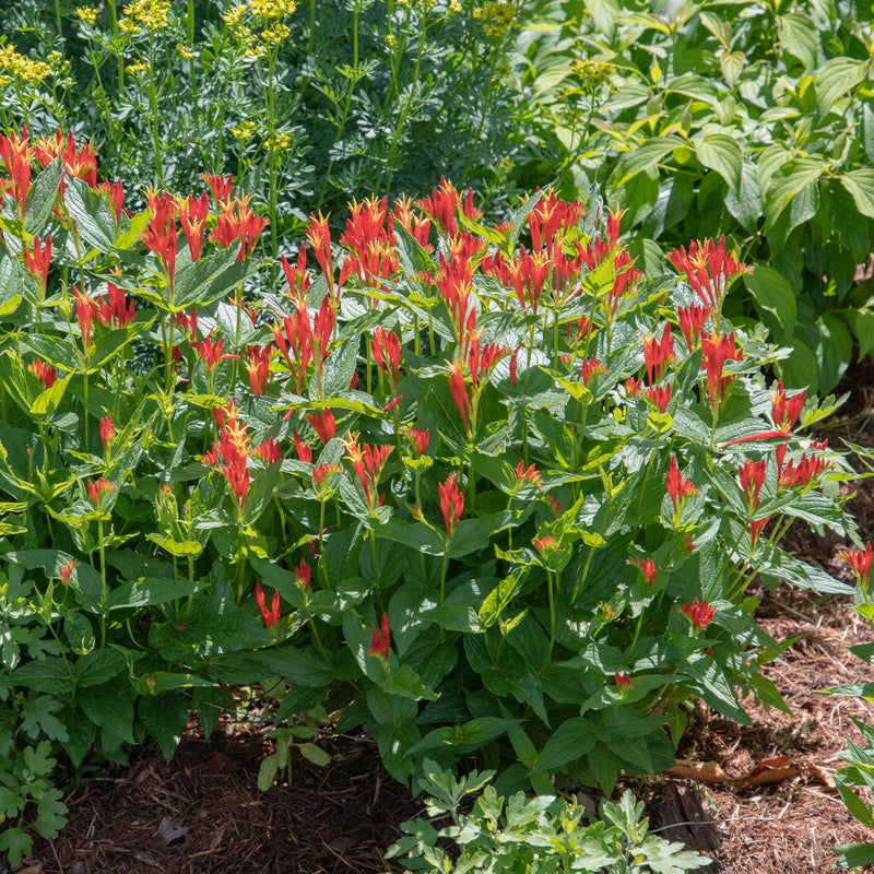 Little Redhead Indian Pink - Shipped