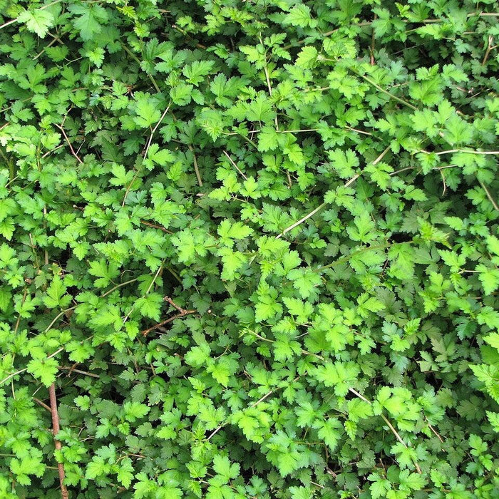 Stephanandra incisa 'Crispa'  - Crispa Cutleaf Stephanandra - Shipped