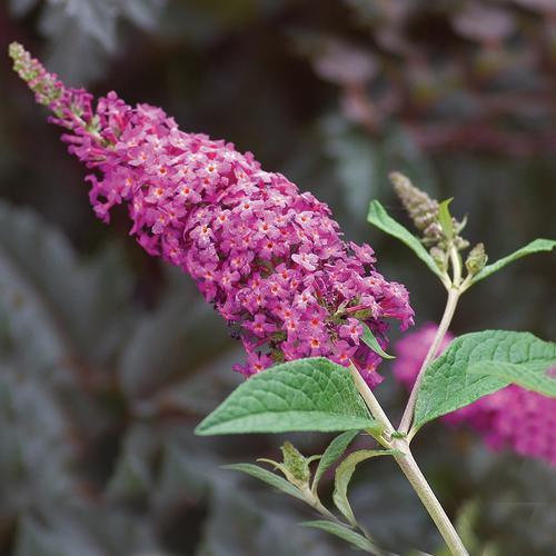 Buddleia 'Miss Ruby' PP19,950  - Miss Ruby Butterfly Bush - Shipped