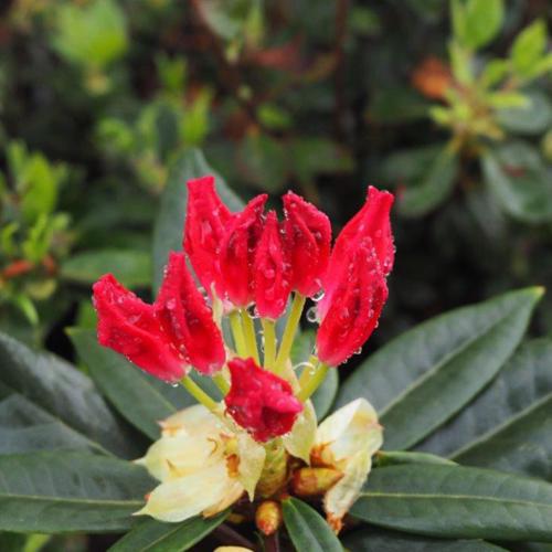 Rhododendron x 'NCRX1'  - Dandy Man Color Wheel® Rhododendron - Shipped
