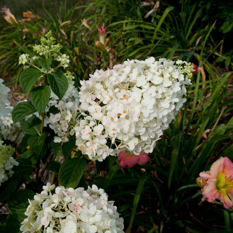 First Editions® Strawberry Sundae® Hydrangea - Shipped
