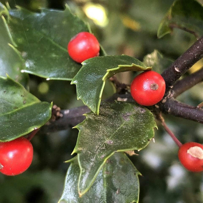 Ilex x meserveae 'Blue Maid'