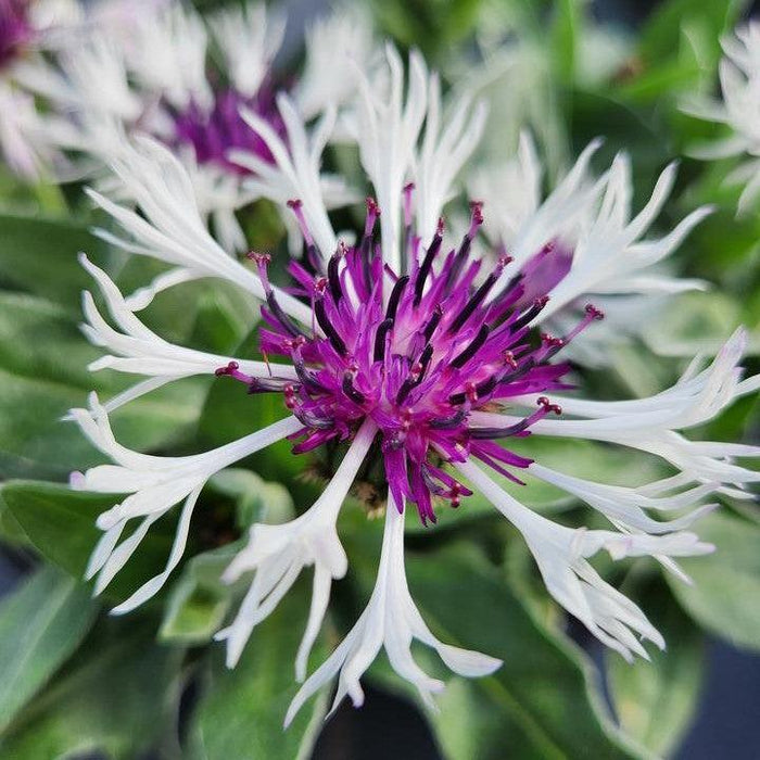Centaurea montana 'Amethyst in Snow' - ntaurea montana 'Amethyst in Snow'~ Amethyst in Snow Bachelor Button - Shipped