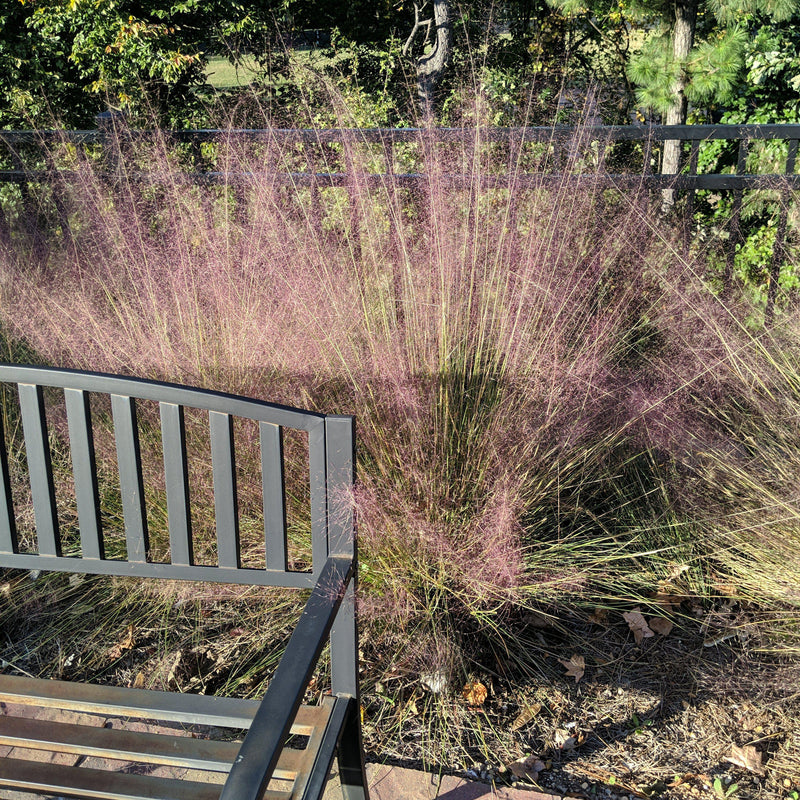 Pink Muhly Grass - Shipped