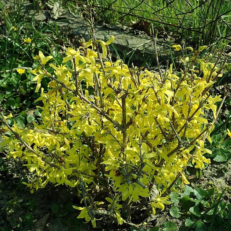 Lynwood Gold Forsythia - Shipped